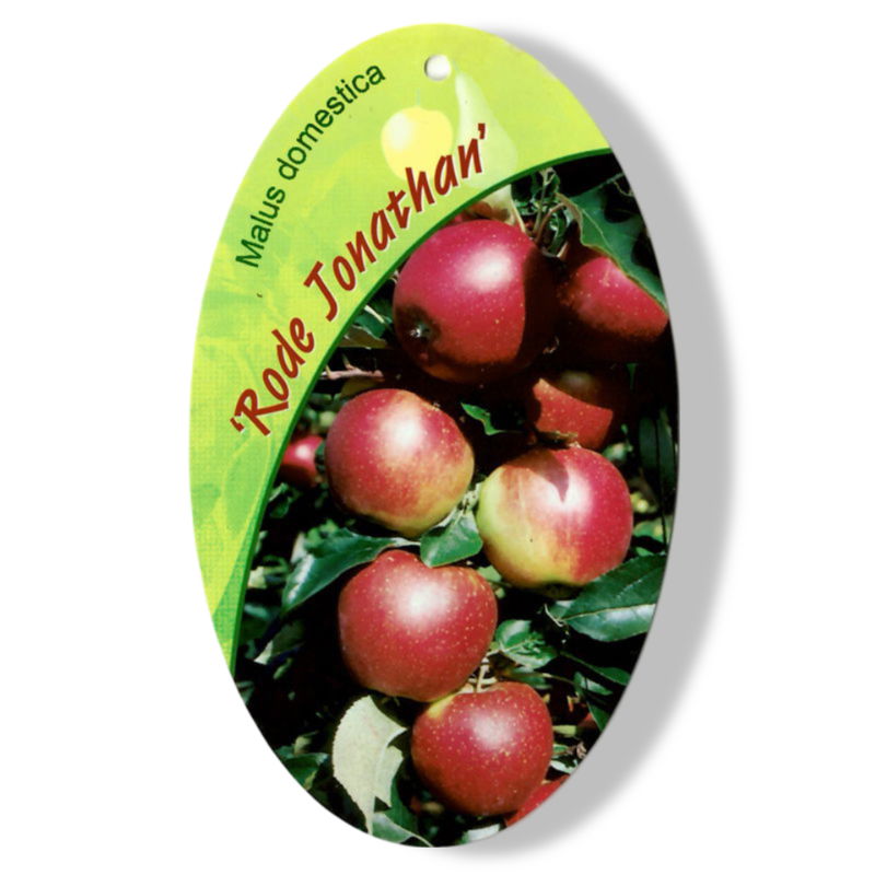 https://cdn.warentuin.nl/media/catalog/product/S/C/SCAN9905301008108_01_oosterik_home_malus_domestica_rode_jonathan__1c6b.jpg