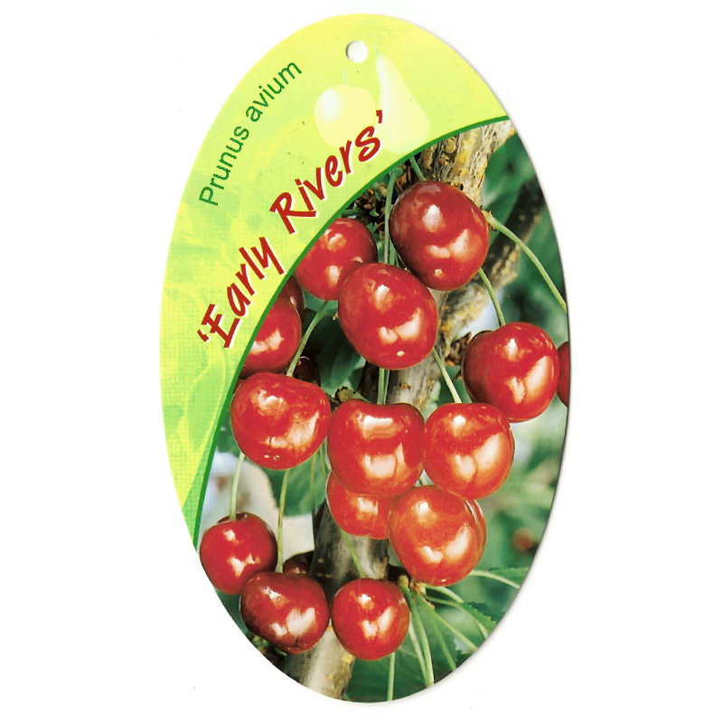 https://cdn.warentuin.nl/media/catalog/product/S/C/SCAN9905401008108_oosterik_home_fruitbomen_fruitboom_prunus_avium_early_rivers_5a02.jpg