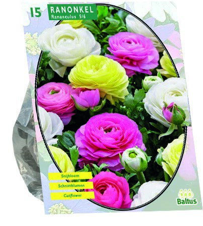 Bloembollen Ranonkel, Pastel Mix 15 stuks Baltus - Baltus