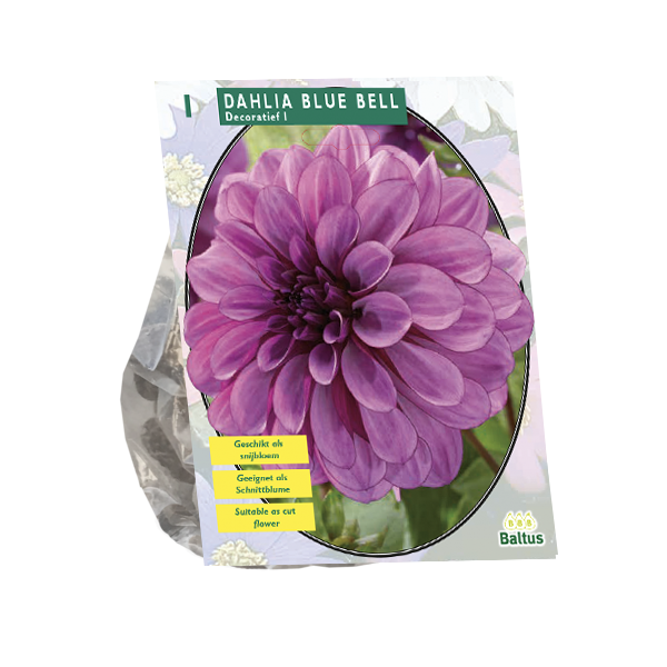Baltus Bloembollen Dahlia Blue Bell per 1 - 