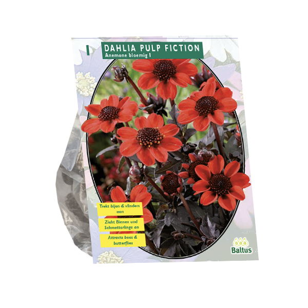 Baltus Bloembollen Dahlia Pulp Fiction per 1 - 