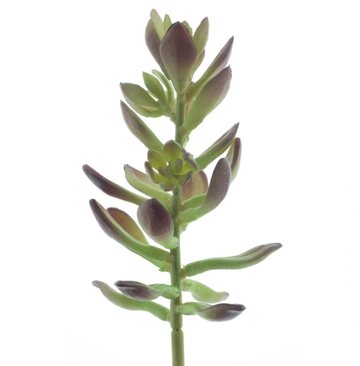 https://cdn.warentuin.nl/media/catalog/product/S/i/Sinocrassula_pick_Guanita_green_20_cm_0831.png