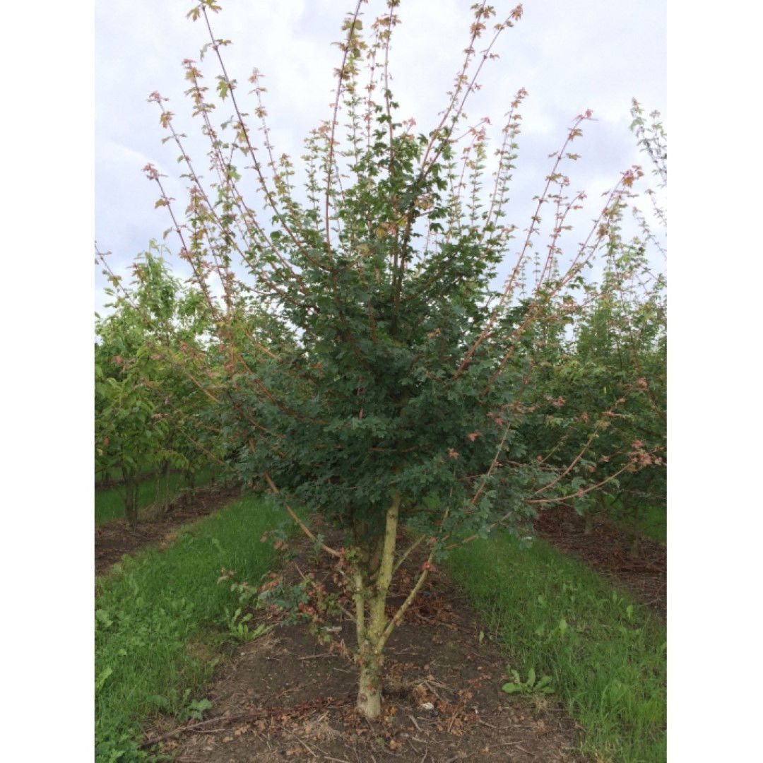 Spaanse aak solitair Acer campestre 175 cm Warentuin Natuurlijk