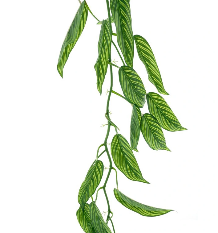 https://cdn.warentuin.nl/media/catalog/product/S/p/Spathiphyllum_garland_greenwhite_165_cm_2c78.png