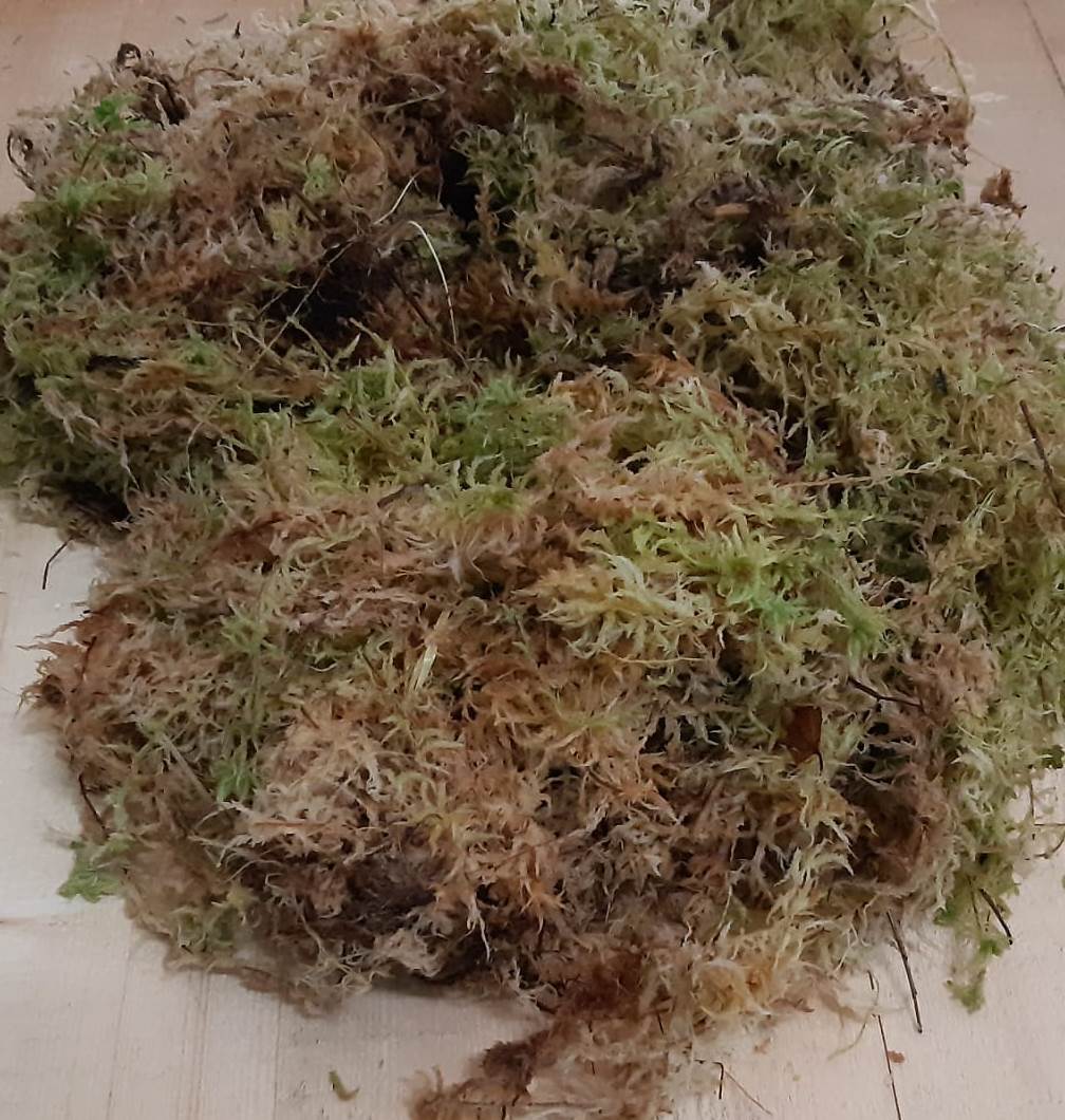 Sphagnum mos in bakje zakje (los circa 3 liter) Warentuin Natuurlijk