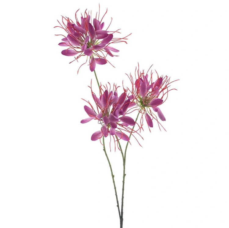 https://cdn.warentuin.nl/media/catalog/product/S/p/Spider_flower_spray_beauty_94_cm_ad0f.png
