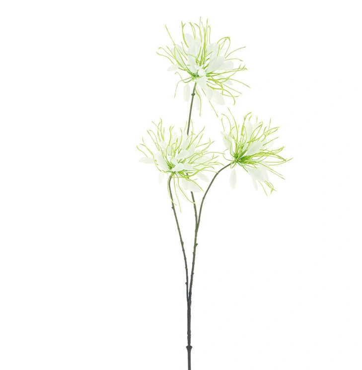 https://cdn.warentuin.nl/media/catalog/product/S/p/Spider_flower_spray_cream_94_cm_17d4.png