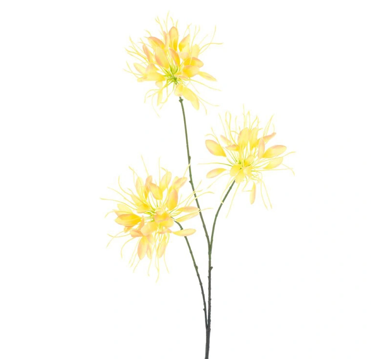 https://cdn.warentuin.nl/media/catalog/product/S/p/Spider_flower_spray_yellow_94_cm_c353.png