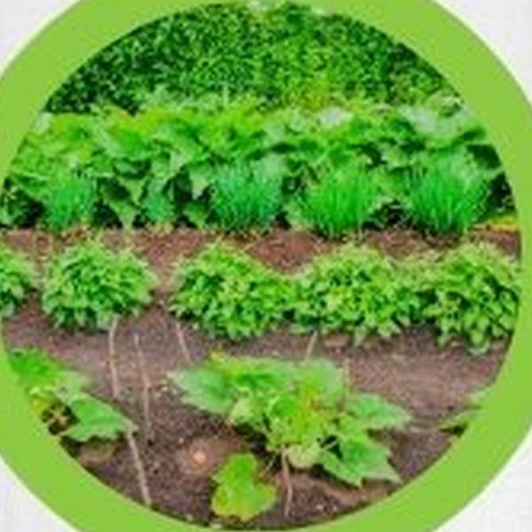 https://cdn.warentuin.nl/media/catalog/product/T/H/THEM2145566440050_01_warentuineen_vierdemix_moestuin_grond_aarde_40_liter_bb9e.jpg