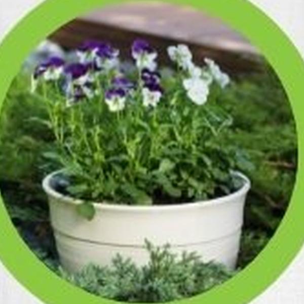https://cdn.warentuin.nl/media/catalog/product/T/H/THEM2145566440063_01_warentuineen_vierdemix_bloempotten_terras_balkongrond_aard_6a2b.jpg