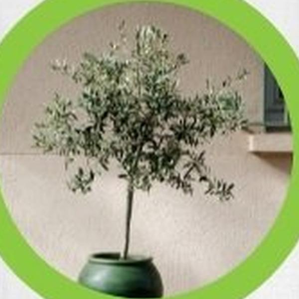 https://cdn.warentuin.nl/media/catalog/product/T/H/THEM2145566440076_01_warentuineen_vierdemix_mediterrane_potgrond_aarde_40_liter_806e.jpg