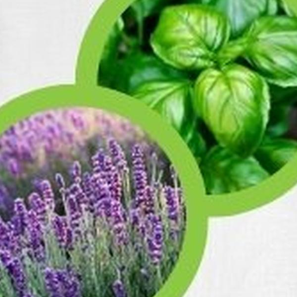https://cdn.warentuin.nl/media/catalog/product/T/H/THEM2145566440354_01_warentuineen_vierdemix_lavendel_kruiden_moestuin_grond_aar_f569.jpg