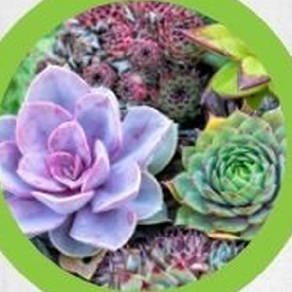https://cdn.warentuin.nl/media/catalog/product/T/H/THEM2145566440356_01_warentuineen_vierdemix_potgrond_cactus_vetplant_aloe_aarde_ab26.jpg