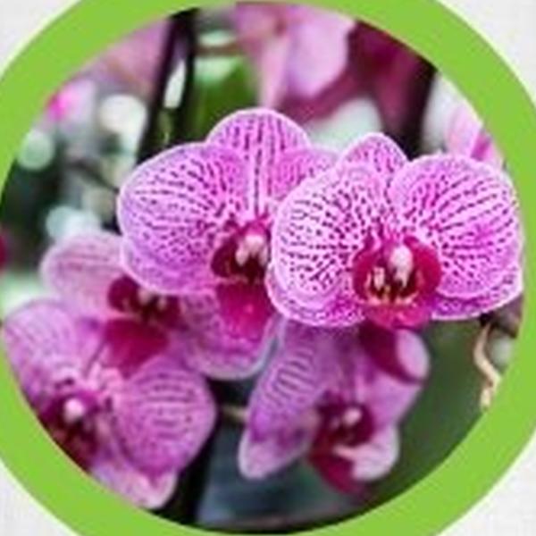 https://cdn.warentuin.nl/media/catalog/product/T/H/THEM2145566440357_01_warentuineen_vierdemix_potgrond_orchideeen_aarde_grond_10__69e8.jpg
