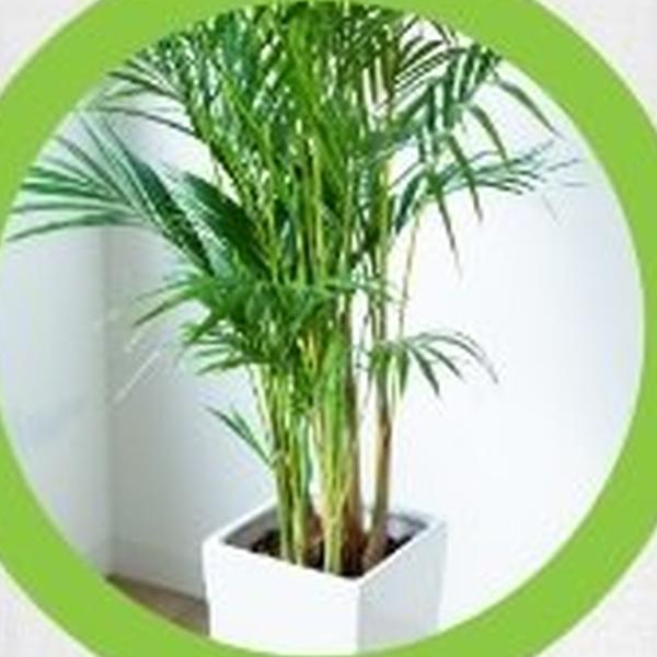 https://cdn.warentuin.nl/media/catalog/product/T/H/THEM2145566440358_01_warentuineen_vierdemix_potgrond_palmen_kamerplanten_aarde__b3b9.jpg