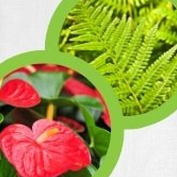 https://cdn.warentuin.nl/media/catalog/product/T/H/THEM2145566440359_01_warentuineen_vierdemix_potgrond_varens_anthuriums_aarde_gr_a764.jpg