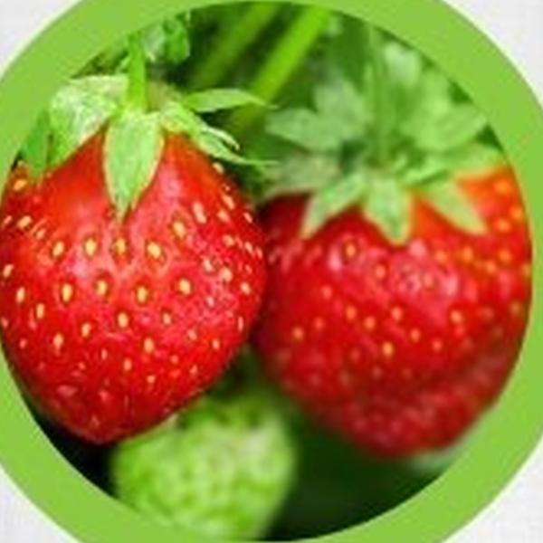 https://cdn.warentuin.nl/media/catalog/product/T/H/THEM2145566440363_01_warentuineen_vierdemix_fruit_kleinfruit_moestuin_grond_aar_c26b.jpg