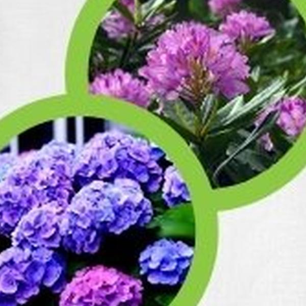 https://cdn.warentuin.nl/media/catalog/product/T/H/THEM2145566440364_01_warentuineen_vierdemix_hortensia_rhododendron_heide_grond__4b40.jpg