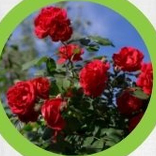 https://cdn.warentuin.nl/media/catalog/product/T/H/THEM2145566440366_01_warentuineen_vierdemix_rozen_grond_aarde_30_liter_89a6.jpg