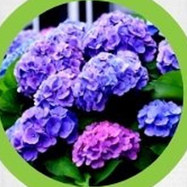 https://cdn.warentuin.nl/media/catalog/product/T/H/THEM2145566440368_01_warentuineen_vierdemix_hortensia_grond_aarde_30_liter_c953.jpg
