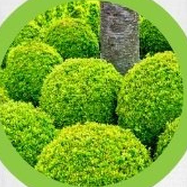 https://cdn.warentuin.nl/media/catalog/product/T/H/THEM2145566440369_01_warentuineen_vierdemix_buxus_grond_aarde_30_liter_b39b.jpg