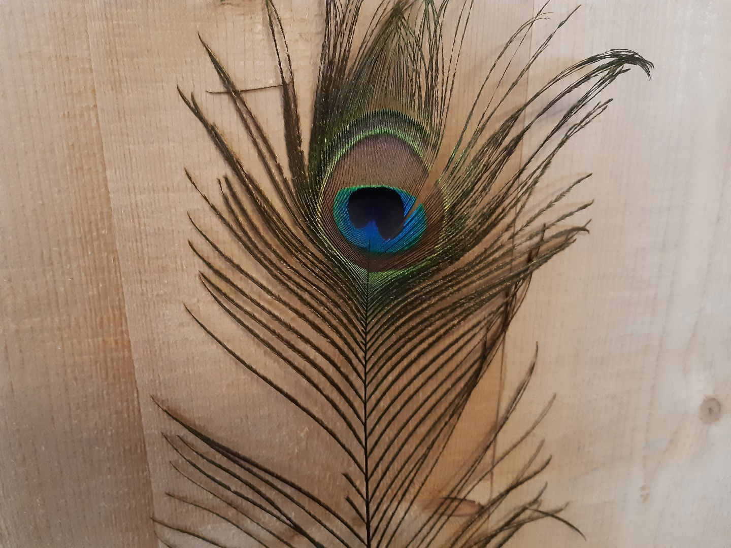 https://cdn.warentuin.nl/media/catalog/product/T/H/THEM4146516130076_01_warentuin_natuurlijk_kerstdecoratie_decoratietak_pauwveer__7a55.jpg
