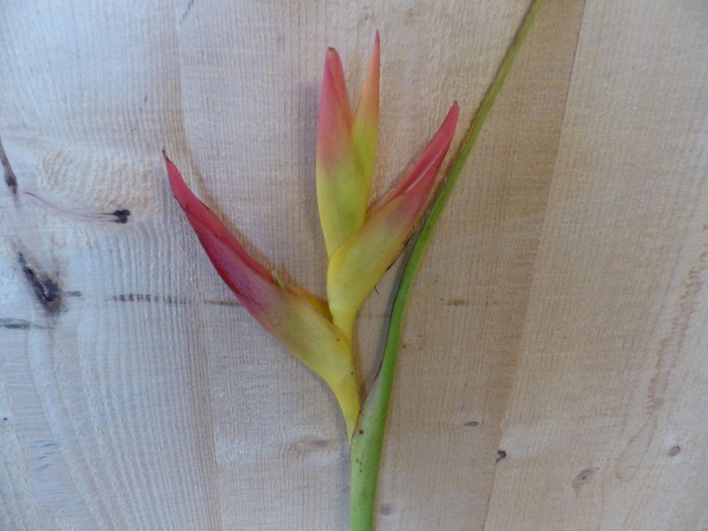 https://cdn.warentuin.nl/media/catalog/product/T/H/THEM4146516130080_01_warentuin_natuurlijk_kerstdecoratie_decoratietak_paradijsv_fb62.JPG