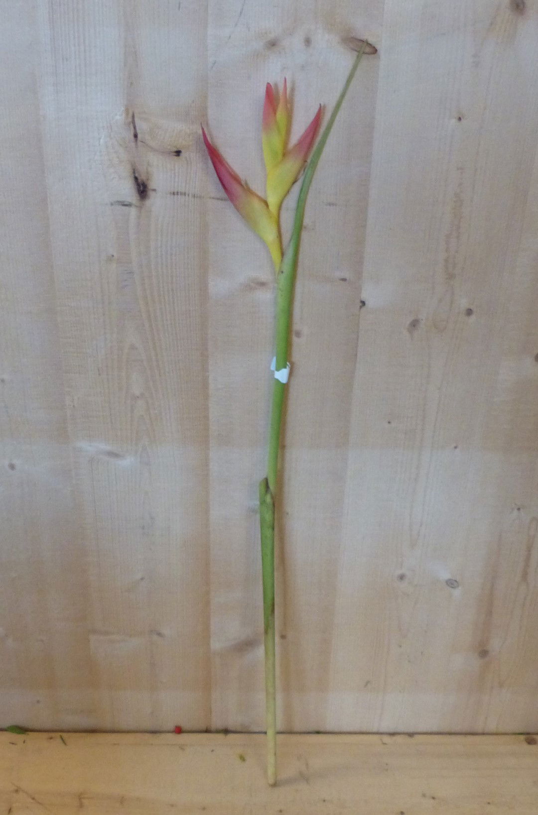 https://cdn.warentuin.nl/media/catalog/product/T/H/THEM4146516130080_warentuin_natuurlijk_kerstdecoratie_decoratietak_paradijsvoge_78af.JPG