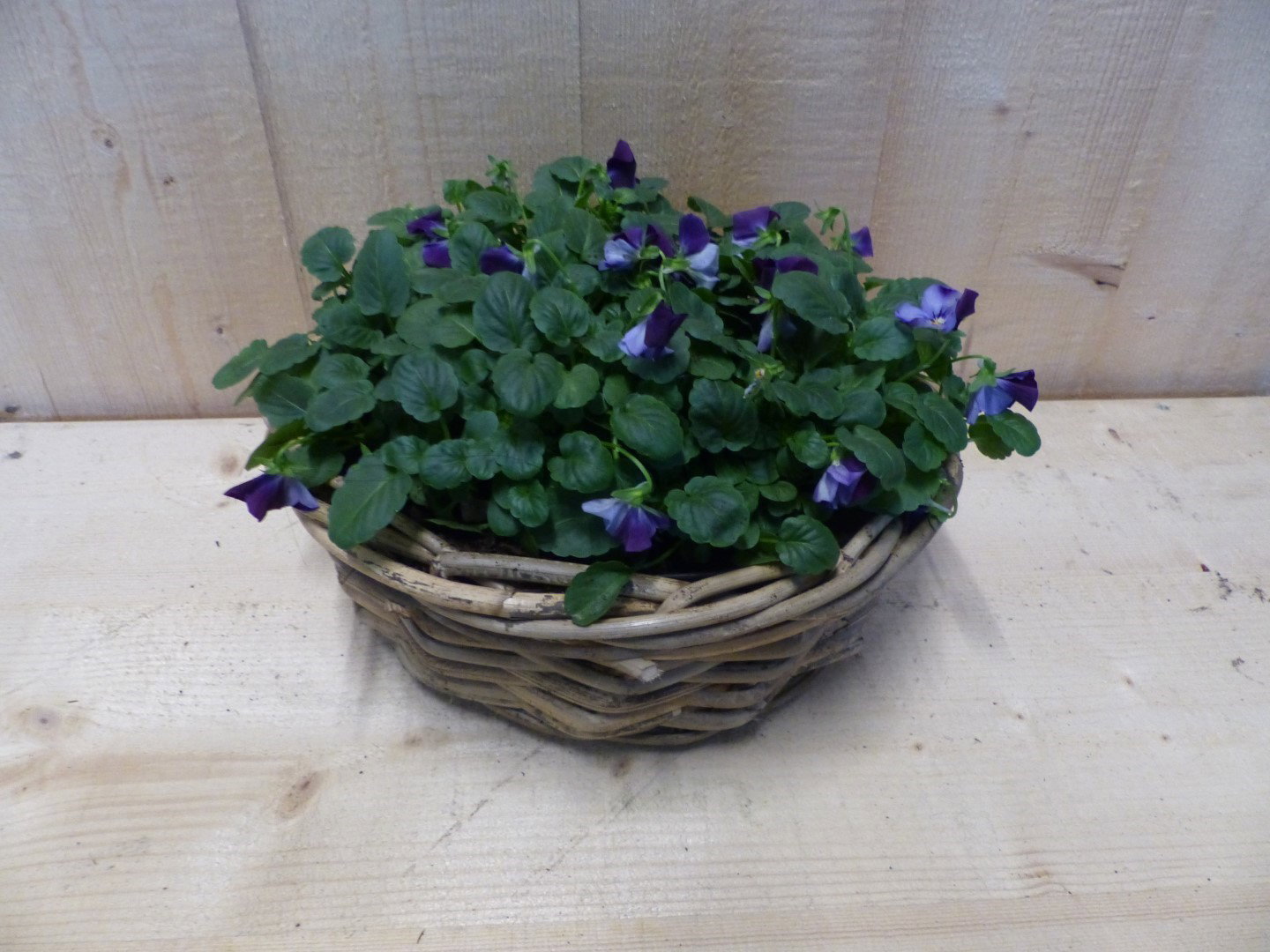 https://cdn.warentuin.nl/media/catalog/product/T/H/THEM4146516130106_warentuin_natuurlijk_kerststukje_mandje_met_violen_kleur_wiss_ff67.JPG