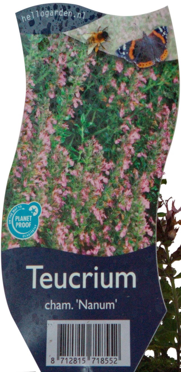 https://cdn.warentuin.nl/media/catalog/product/T/e/Teucrium_cham.__Nanum__POT_GOLF_8712815718552_1_71f7.jpg