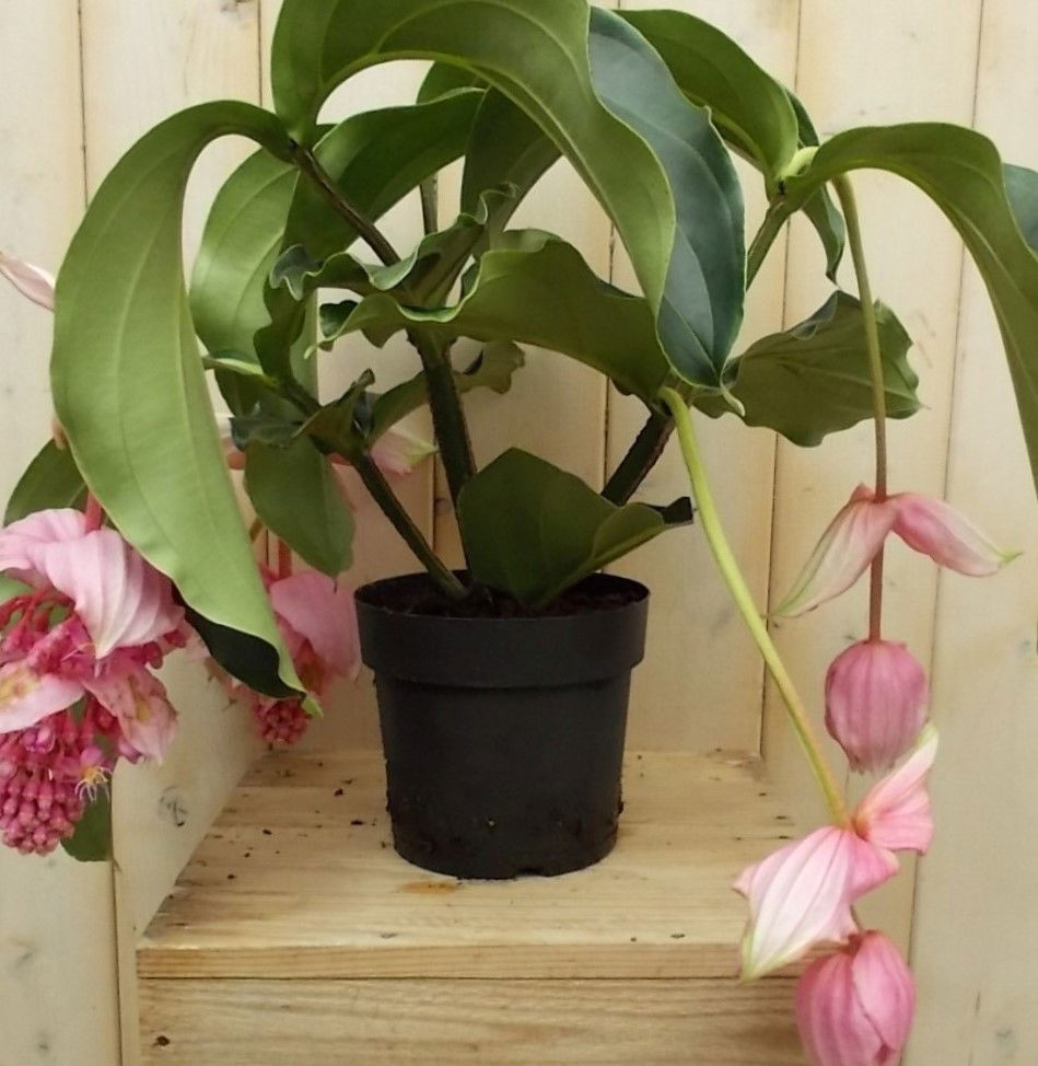https://cdn.warentuin.nl/media/catalog/product/T/r/Trosbloem_roze_Kamerplant_Warentuin_Natuurlijk__1__8439.jpg