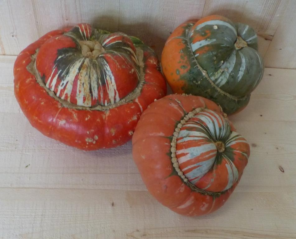 Turkse Muts Cucurbita Warentuin Natuurlijk - Warentuin natuurlijk