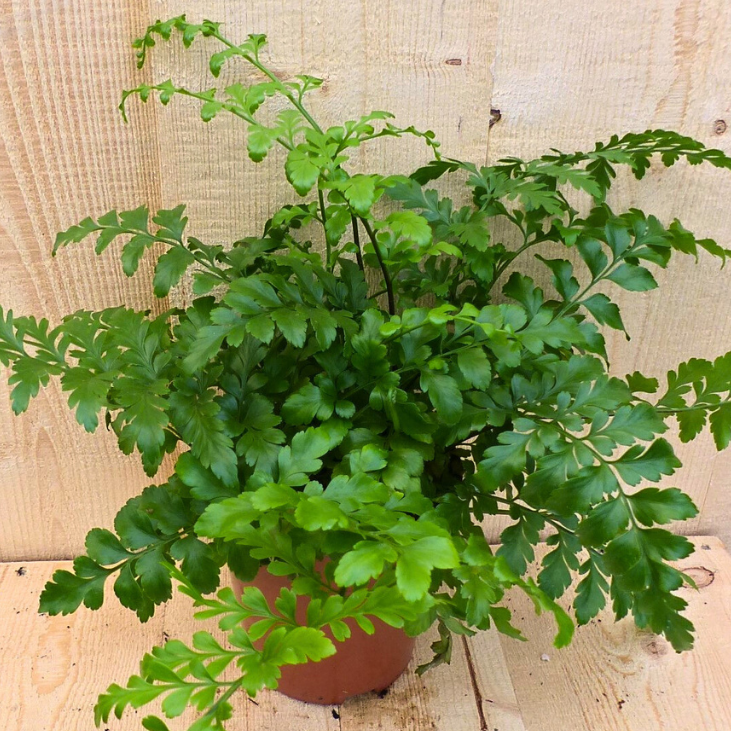 Varen Asplenium Parvati kamerplant Warentuin Natuurlijk - Warentuin natuurlijk