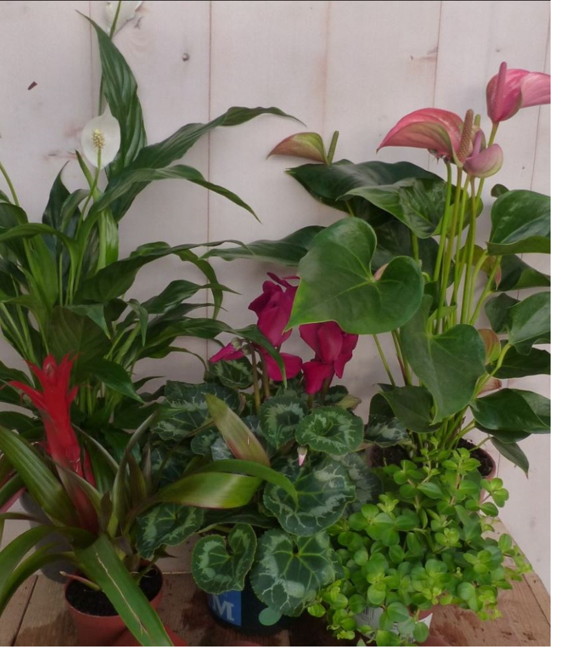 https://cdn.warentuin.nl/media/catalog/product/V/e/Versie_2_planten_bo_3792.png