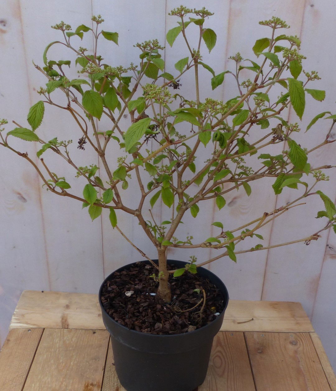 Warentuin natuurlijk viburnum plicatum japanse sneeuwbal - 