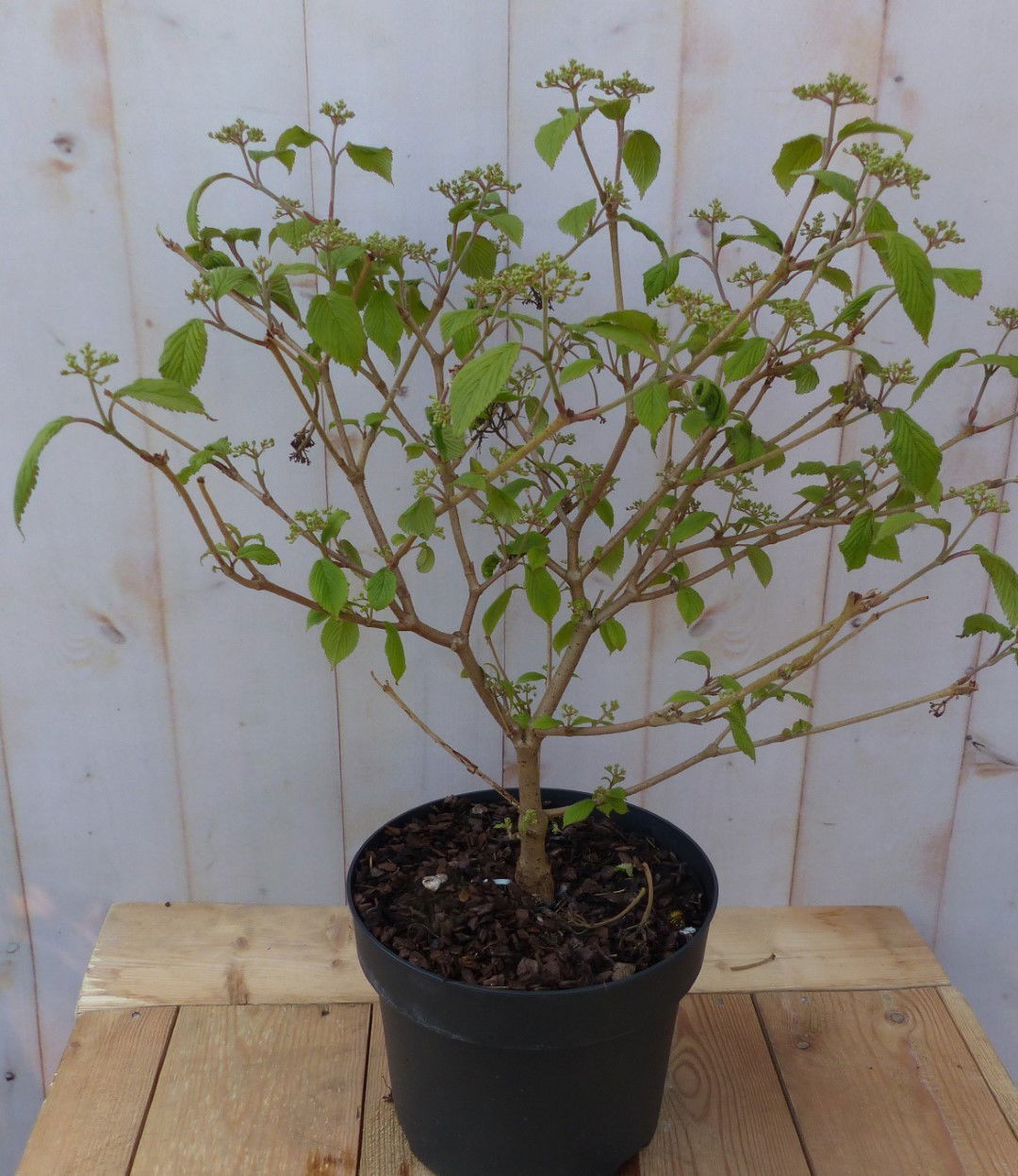 https://cdn.warentuin.nl/media/catalog/product/V/i/Viburnum_plicatum_japanse_sneeuwbal_Warentuin_Natuurlijk_1_ffcd.jpg