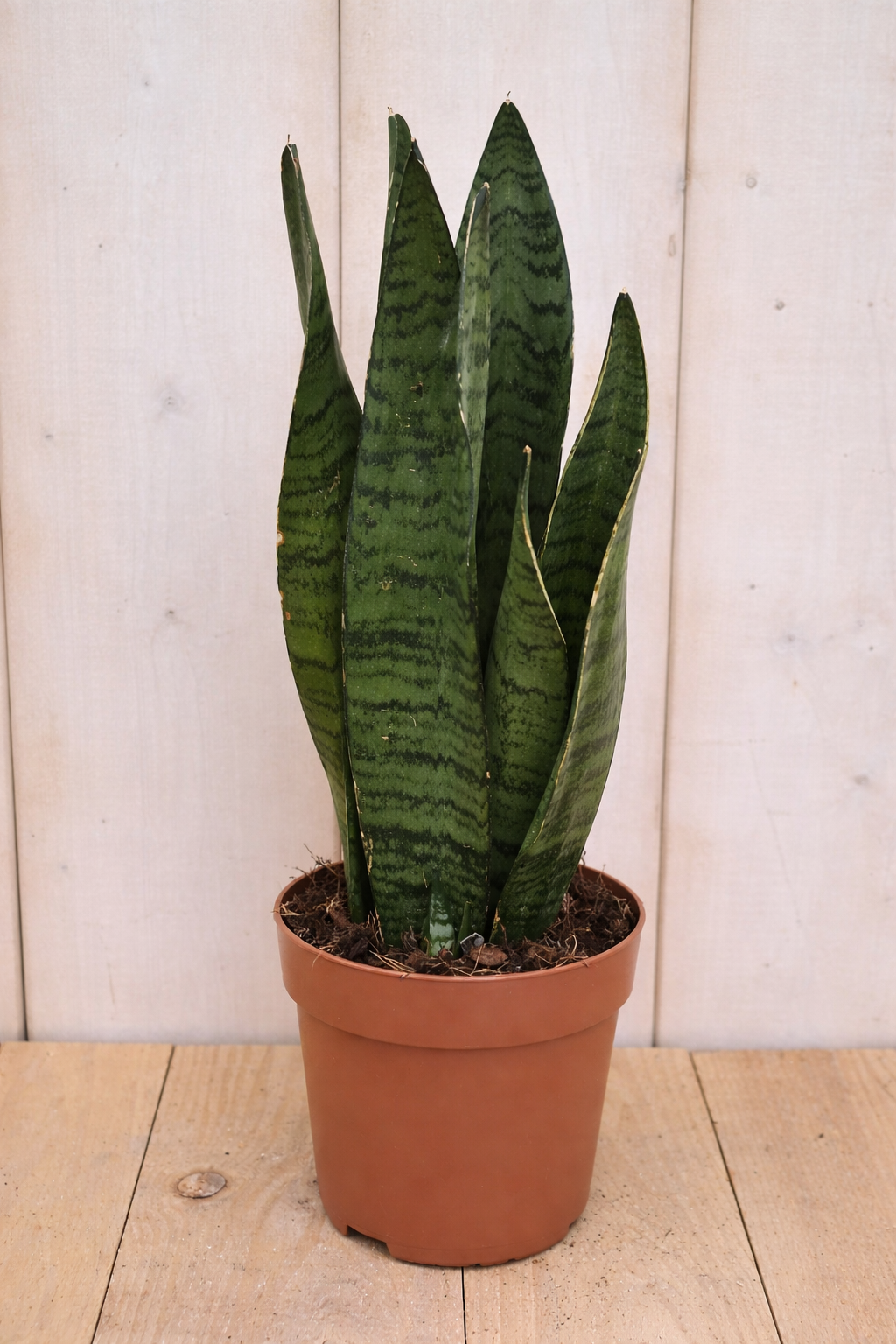 Vrouwentong Sansevieria donkergroen 30 cm kamerplant Dracaena Warentuin Natuurlijk - Warentuin natuurlijk