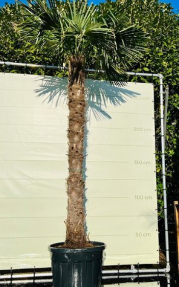 Chinese waaierpalm 230 cm stamhoogte Trachycarpus Fortunei 330 cm Warentuin Natuurlijk