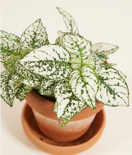 Warentuin natuurlijk Kamerplant Hypoestes wit - 