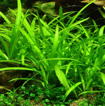 Eg sagittaria subulata nr109 Aquadistri