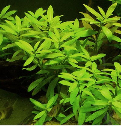 Eg hygrophila polysperma nr55 Aquadistri