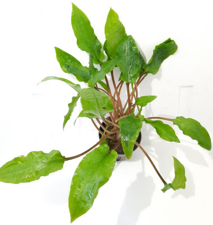 Eg cryptocoryne wendtii green nr23 Aquadistri