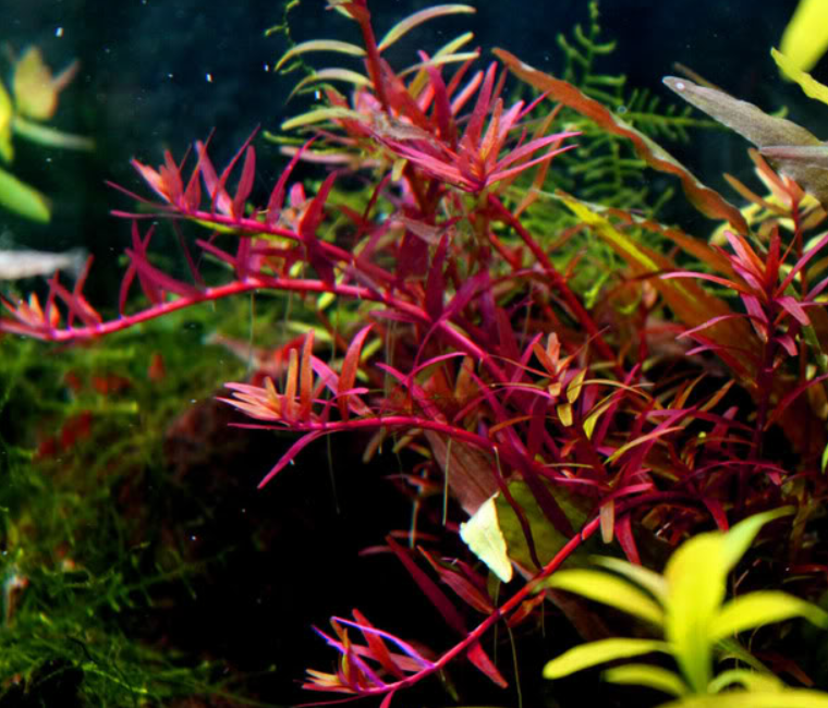 Eg rotala sp colorata nr105 Aquadistri