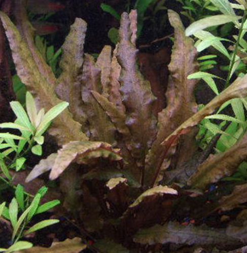 Eg cryptocoryne wendtii brown nr21 Aquadistri