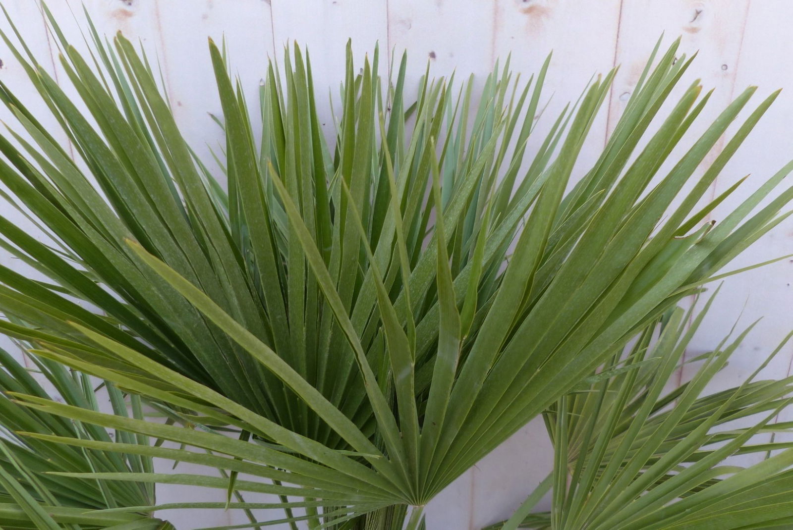 https://cdn.warentuin.nl/media/catalog/product/W/i/Winterharde_palmboom_chamaerops_humilis_100_cm_hoog_Warentuin_Natuurlijk_1_5119.jpg