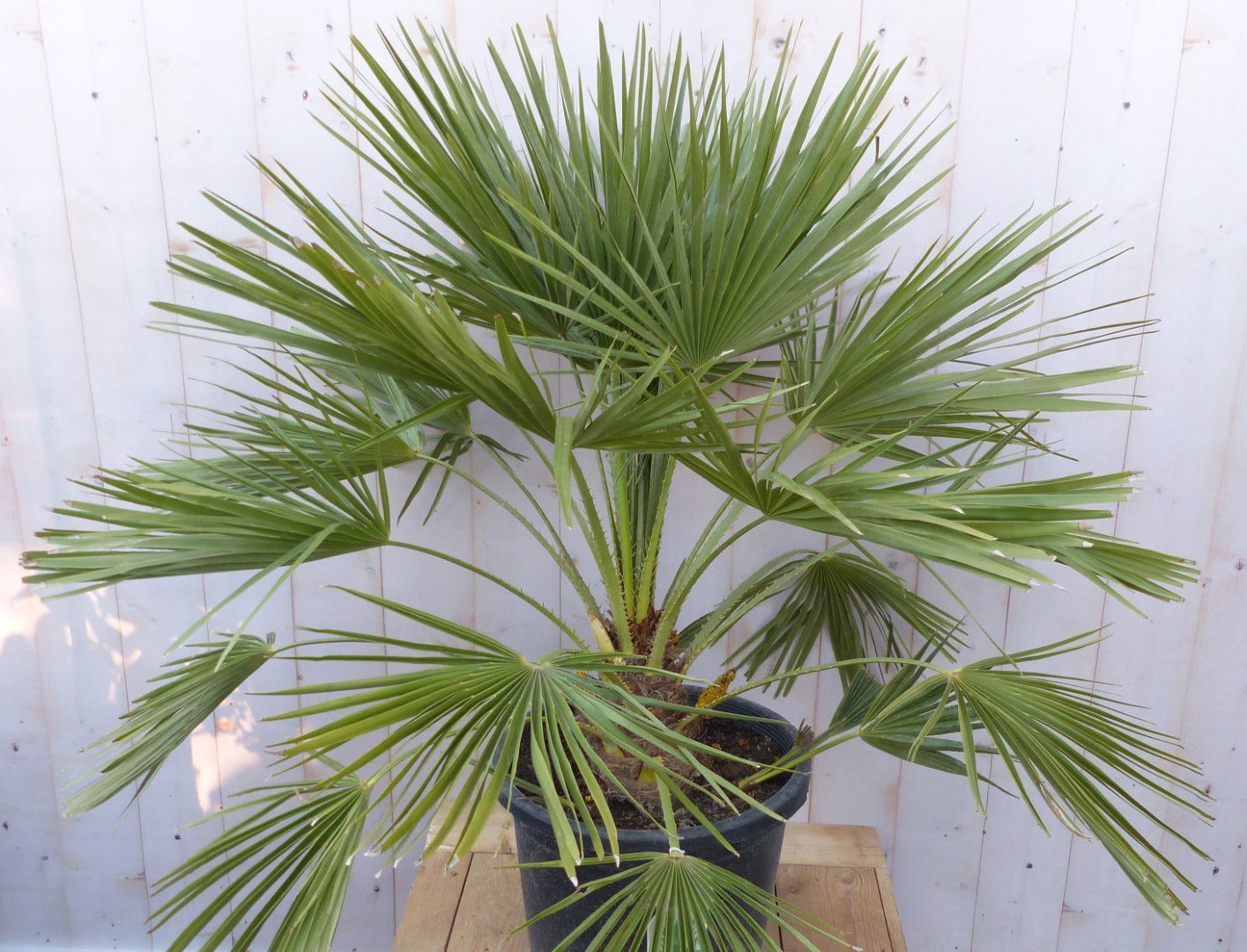 https://cdn.warentuin.nl/media/catalog/product/W/i/Winterharde_palmboom_chamaerops_humilis_100_cm_hoog_Warentuin_Natuurlijk_5a19.jpg