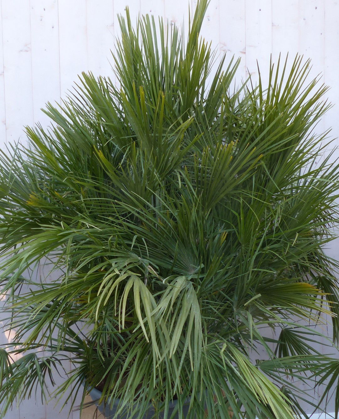 winterharde palmboom chamaerops humilis 160 cm hoog Warentuin Natuurlijk