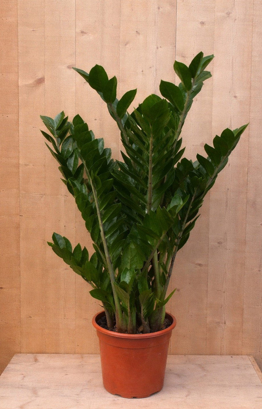 https://cdn.warentuin.nl/media/catalog/product/Z/a/Zamioculcas_LEVE8149900040504_7ec7.jpg