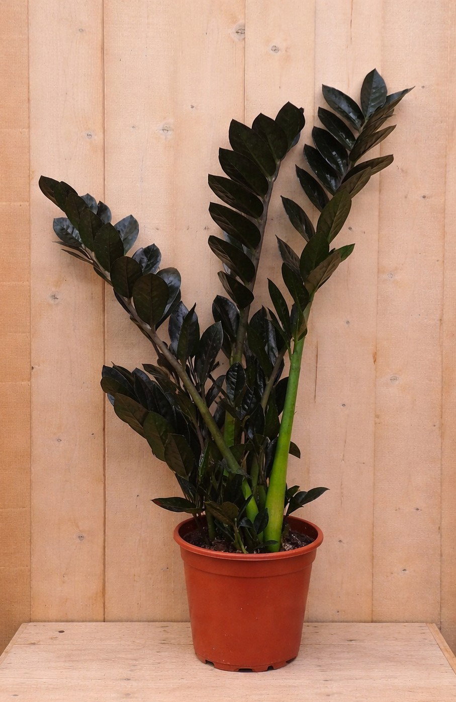 https://cdn.warentuin.nl/media/catalog/product/Z/a/Zamioculcas_LEVE8149900040505_9eeb.jpg