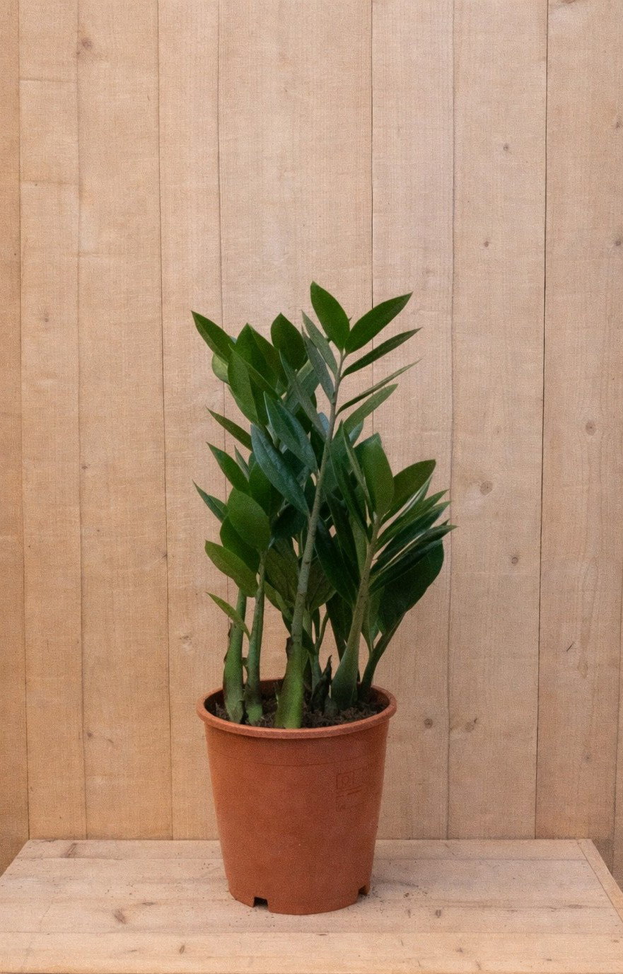 https://cdn.warentuin.nl/media/catalog/product/Z/a/Zamioculcas_LEVE8149900042310_36b5.jpg
